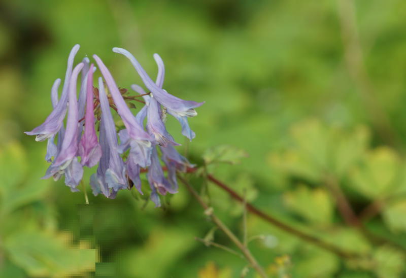 Corydalis elata 'Spinners' - Blauer Lerchensporn