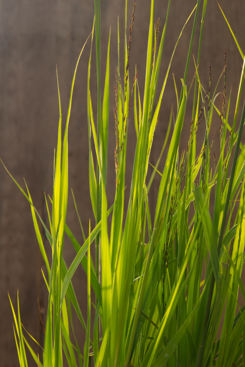 Molinia arundinacea 'Transparent'