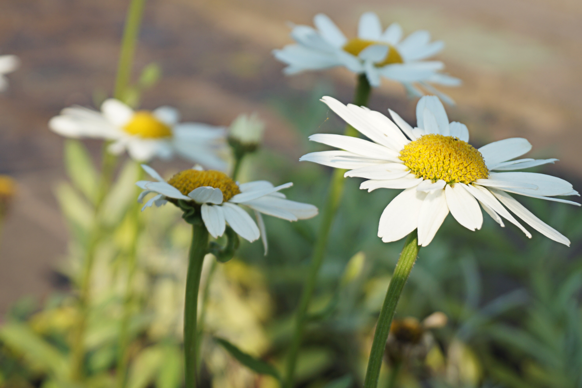 Leucanthemum x superbum 'Gruppenstolz' - Gartenmargerite