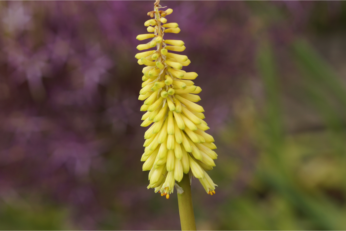 Kniphofia citrina - Fackellilie, Tritome