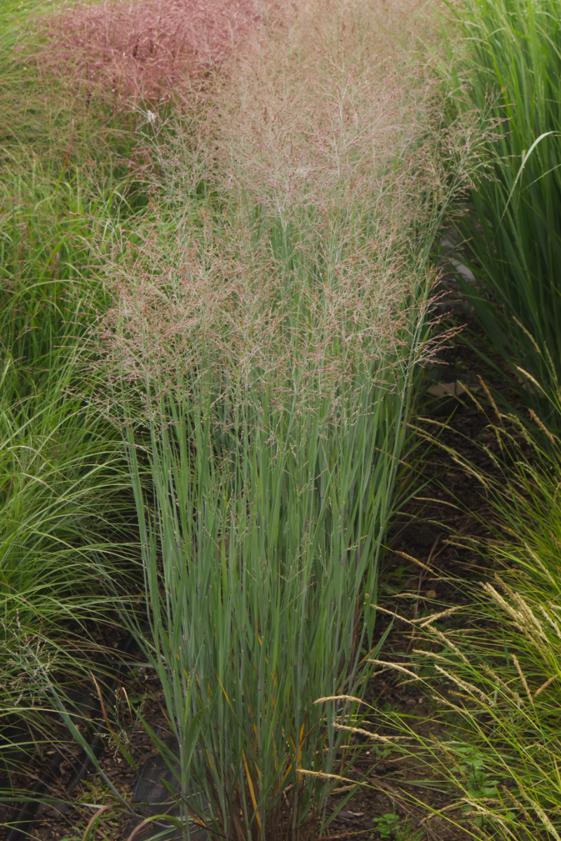 Panicum virgatum 'Heavy Metal'