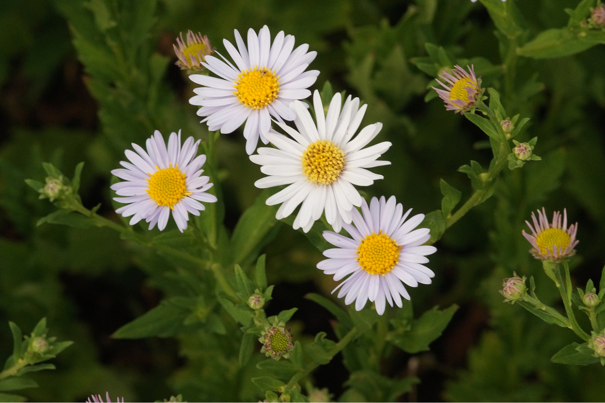Kalimeris incisa 'Madiva'