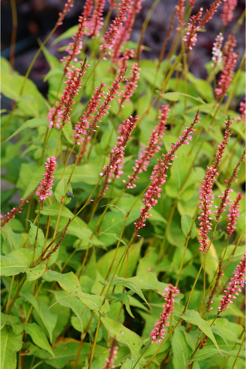 Bistorta amplexicaulis 'Firedance'