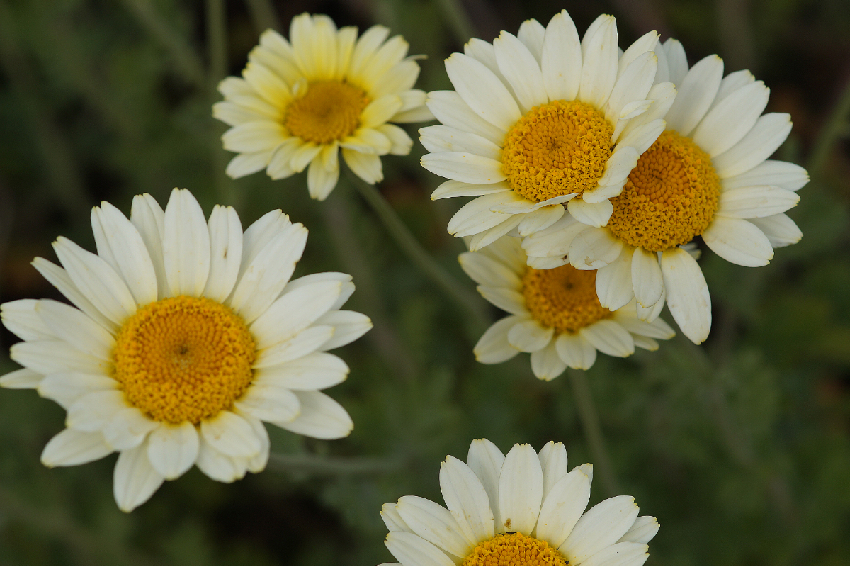 Anthemis Tinctoria-Hybr. 'Sauce Hollandaise' - Färberkamille