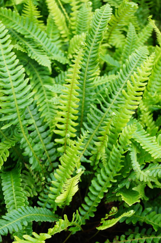Blechnum spicant gen.