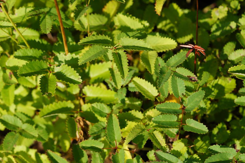 Sanguisorba officinalis - Großer Wiesenknopf