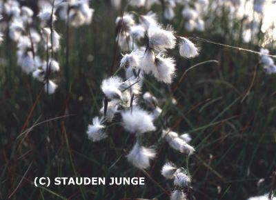 Eriophorum vaginatum