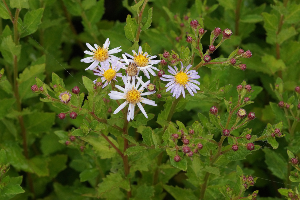 Aster ageratoides 'Asran'