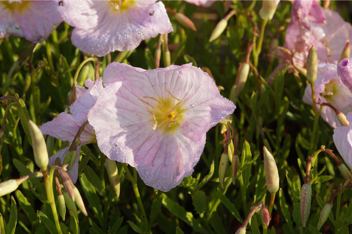 Oenothera speciosa 'Siskiyou' - Nachtkerze, rosa