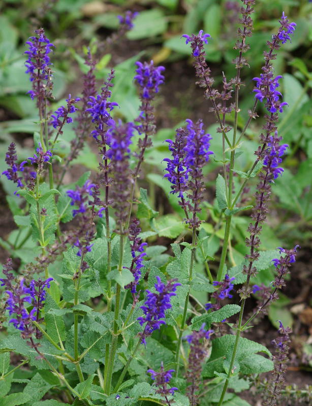 Salvia nemorosa 'Viola Klose'