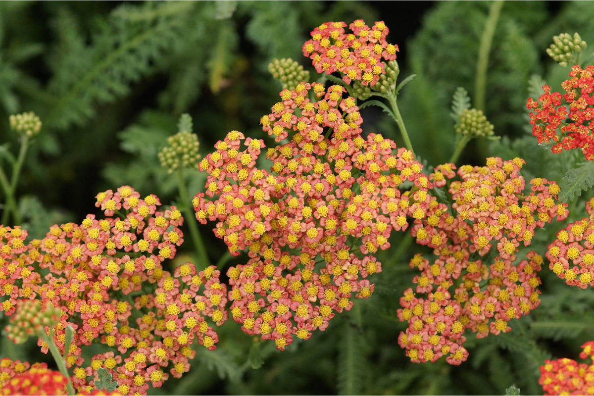 Achillea Filipendulina-Hybr. 'Walter Funcke'