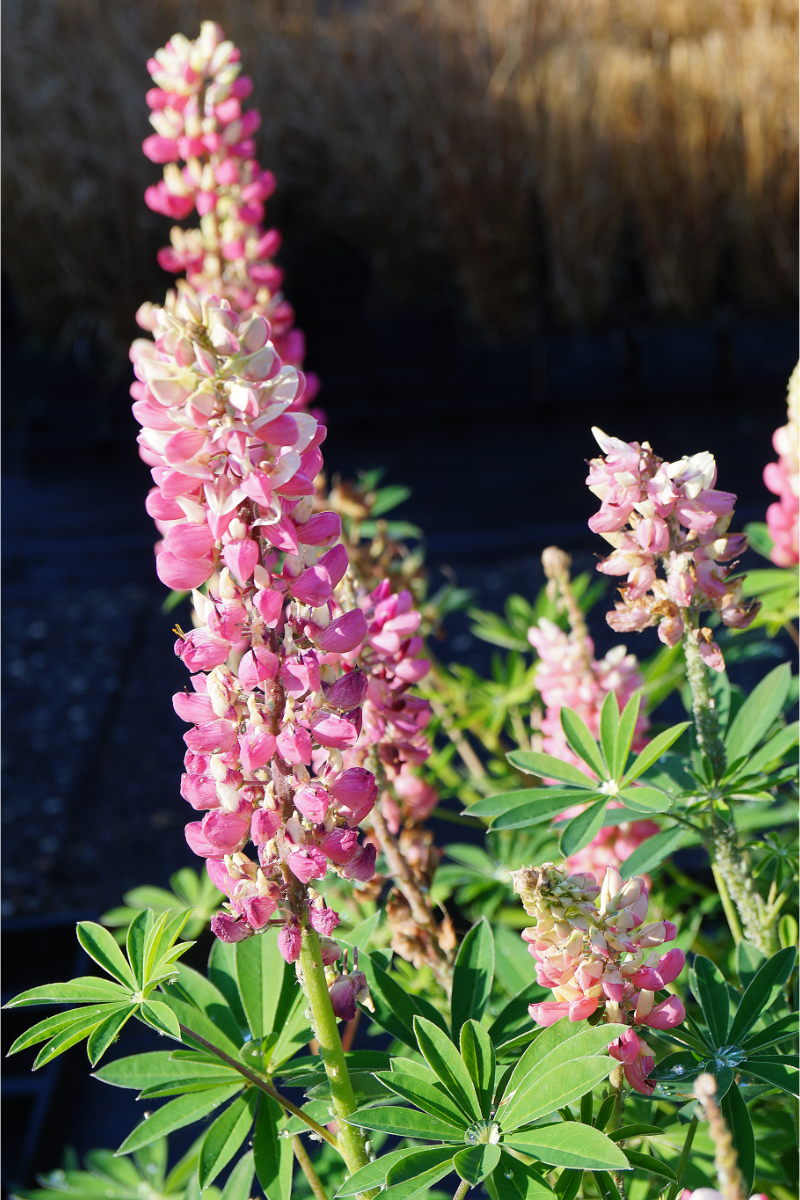 Lupinus Polyphyllus-Hybr. 'Schloßfrau'