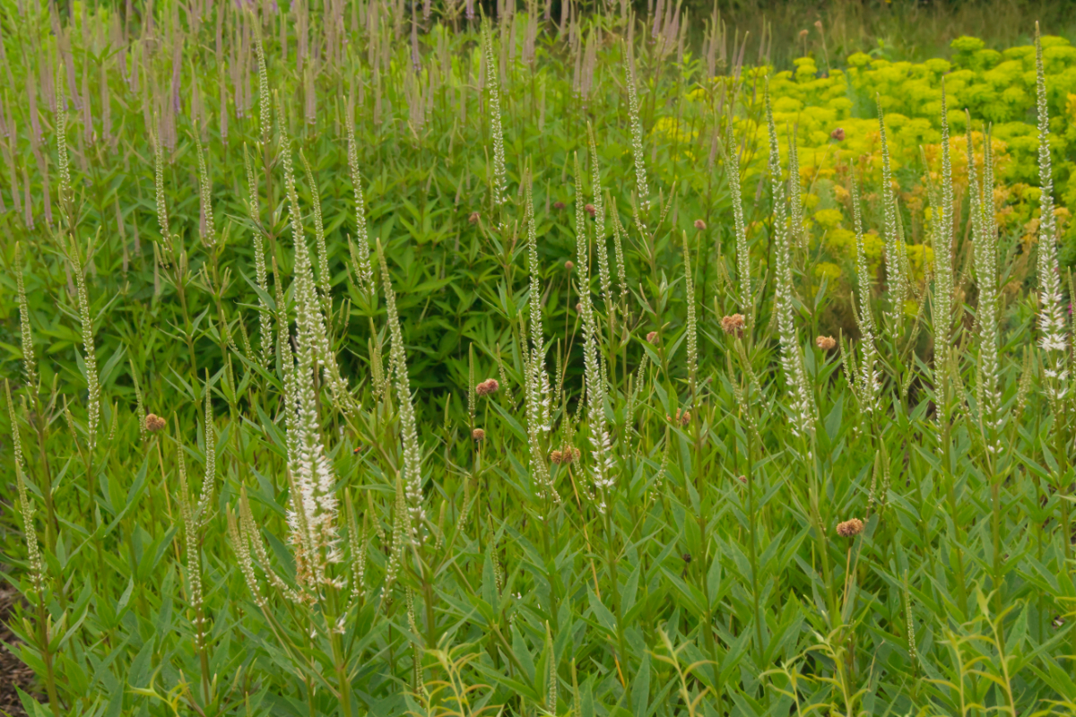 Veronicastrum (Veronica) virginicum 'Diana'