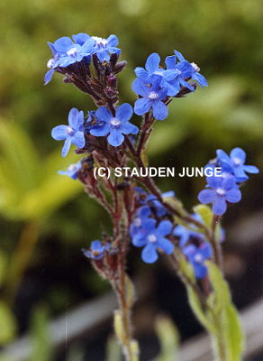 Anchusa azurea - Große Ochsenzunge