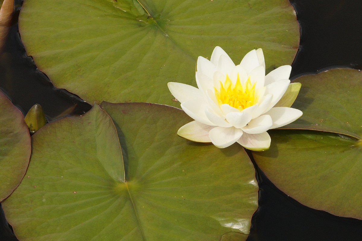 Nymphaea tuberosa 'Pöstlingberg'