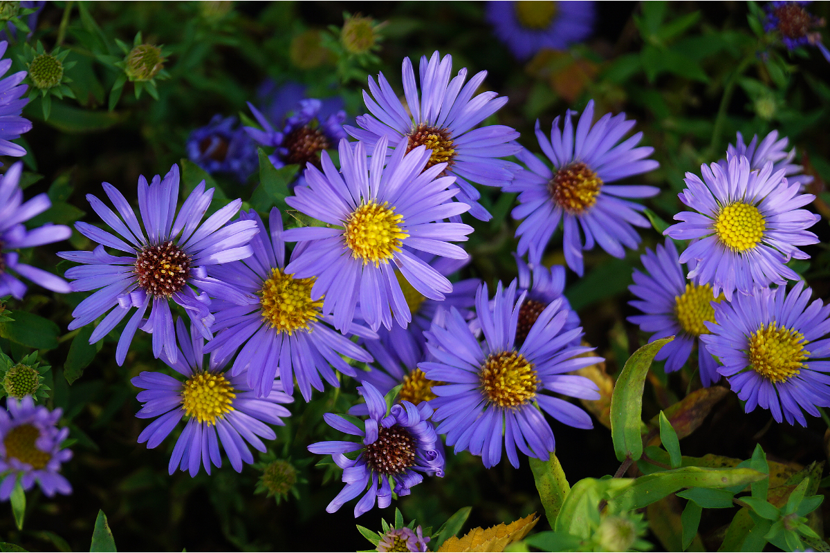 Aster oblongifolius 'October Skies' - Aster
