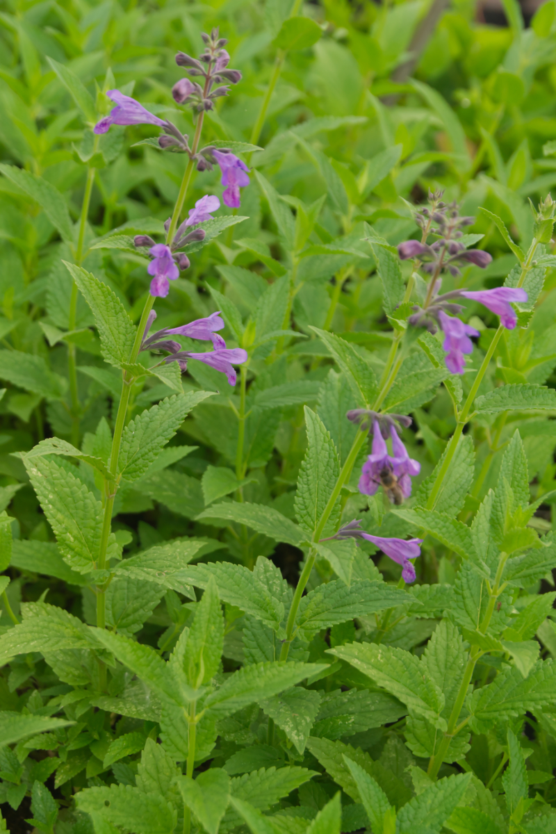 Nepeta Hybride 'Weinheim Big Blue'