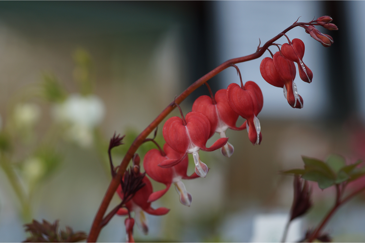 Dicentra spectabilis 'Valentine' (R) - Tränendes Herz