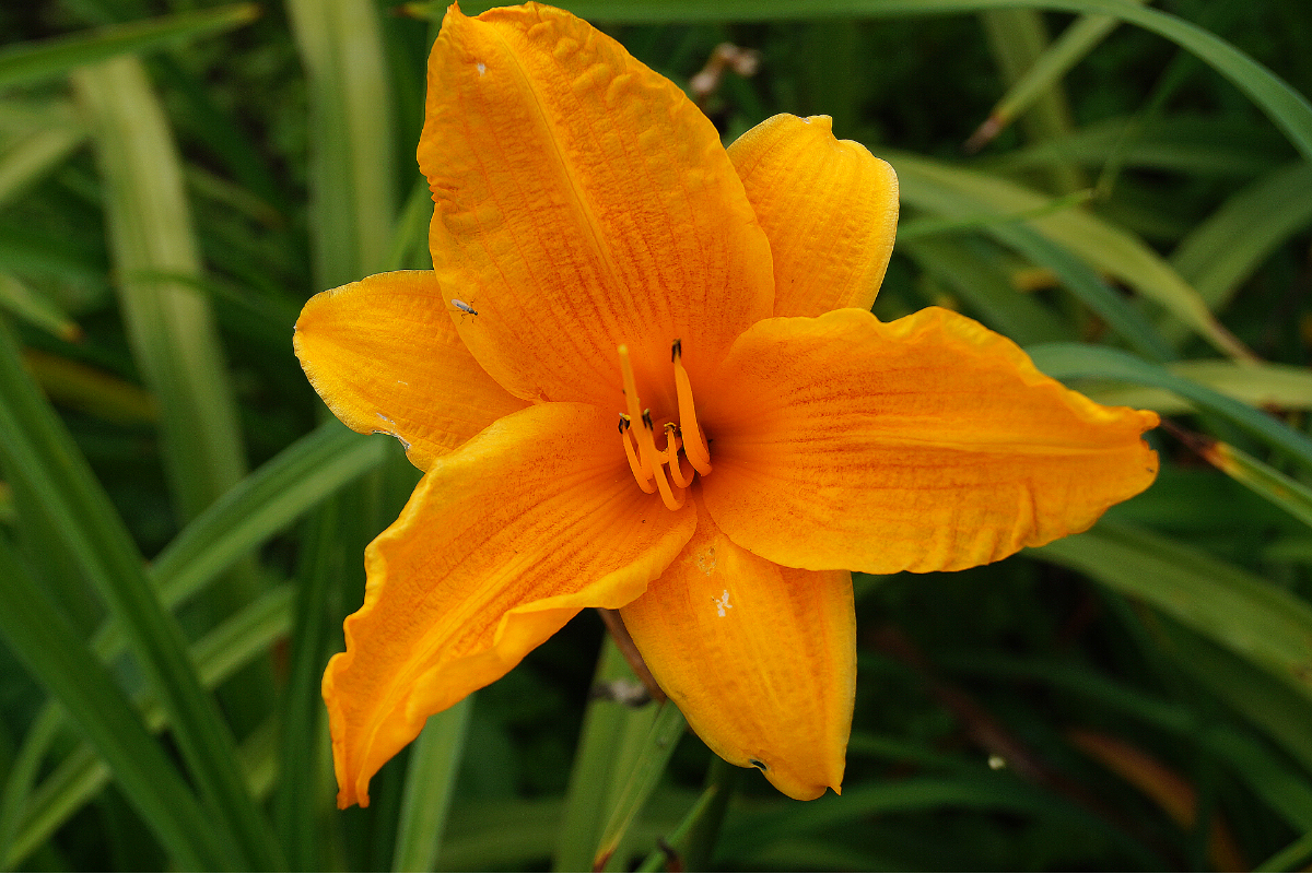 Hemerocallis Hybride 'Burning Daylight'