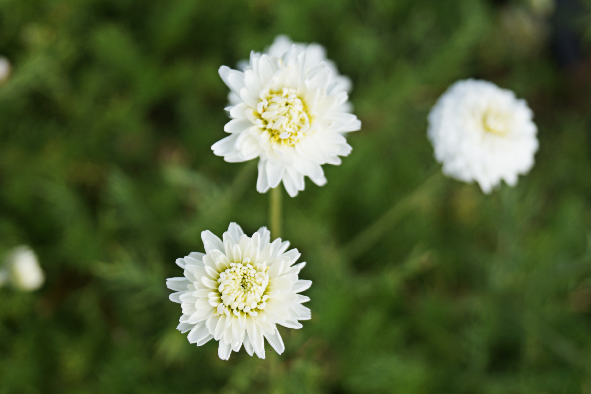 Chamaemelum (Anthemis) nobile 'Plena' - Scheinkamille