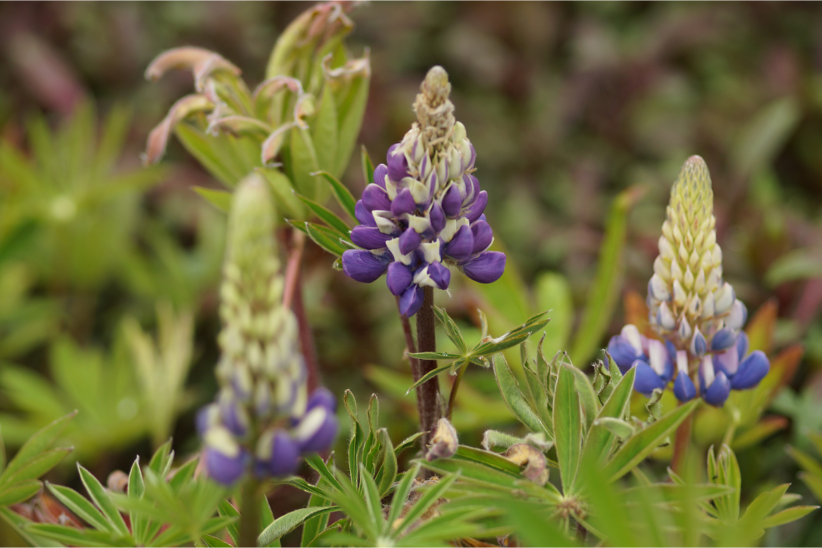 Lupinus Polyphyllus-Hybr. 'Kastellan' - Lupine
