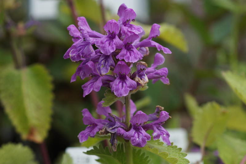 Betonica macrantha 'Superba'(Stachys grandiflora 'Superba') - Ziest