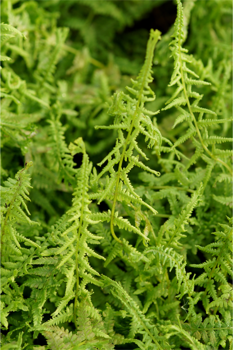 Athyrium filix-femina 'Pseudovictoriae' gen. - Harpunen-Frauenfarn