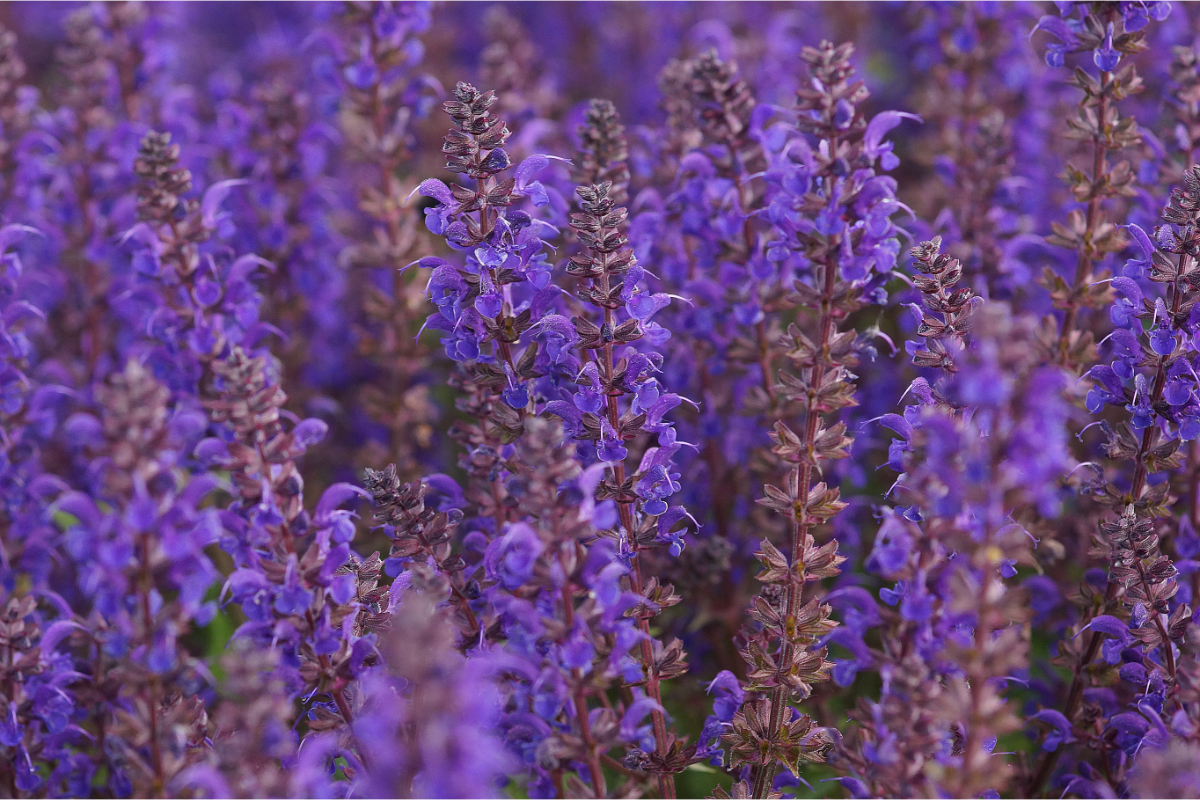 Salvia nemorosa 'Viola Klose'