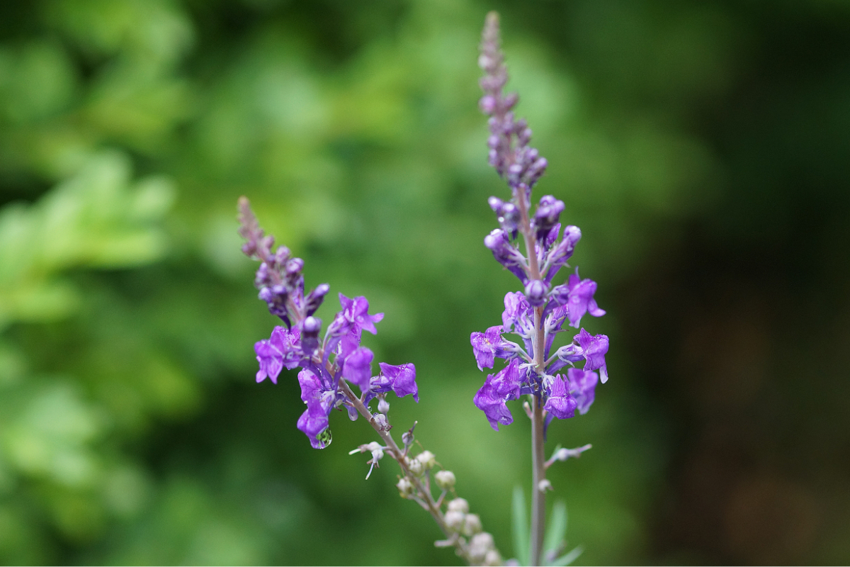 Linaria purpurea