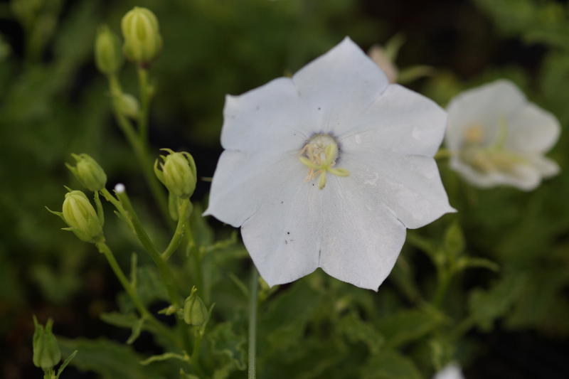 Campanula carpatica 'Weiße Clips' - Karpatenglockenblume