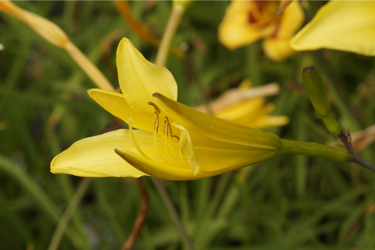 Hemerocallis citrina - Taglilie
