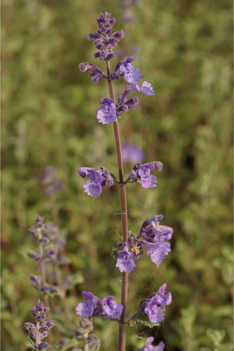 Nepeta x faassenii 'Walkers Low'