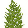Athyrium filix-femina gen.