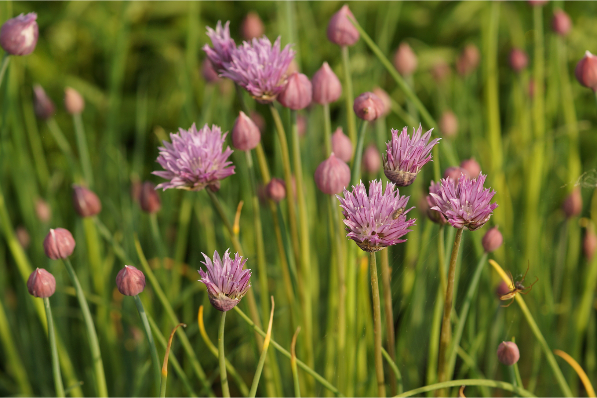 Allium schoenoprasum - Schnittlauch