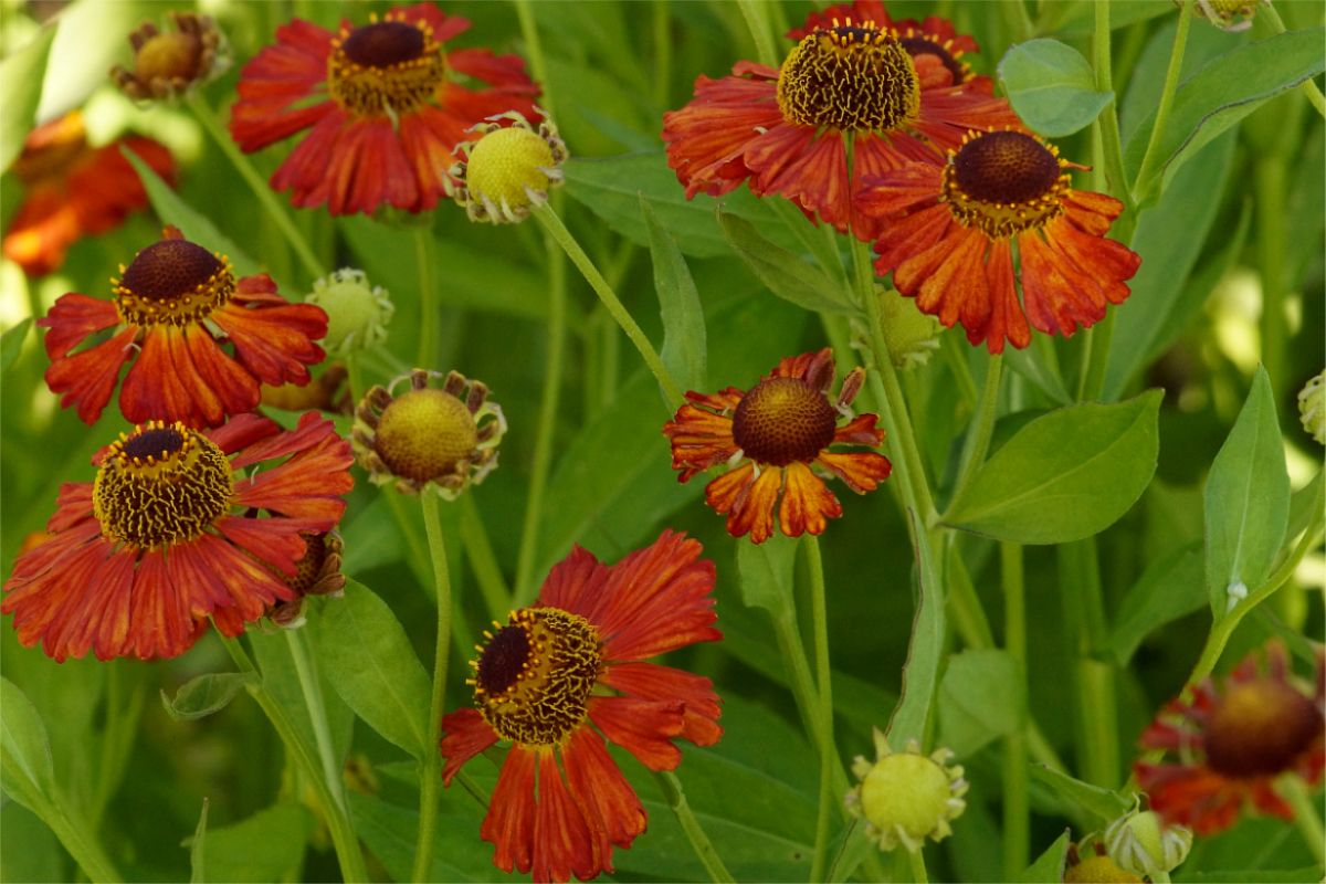 Helenium Hybride 'Baudirektor Linne' - Sonnenbraut