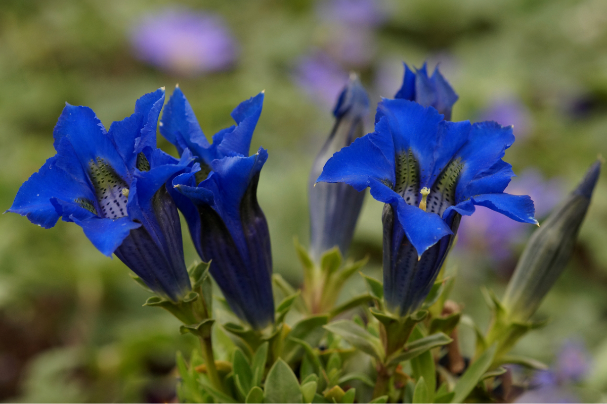 Gentiana acaulis