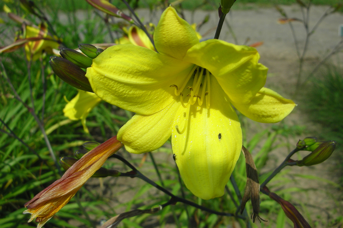 Hemerocallis Hybride 'Corky'
