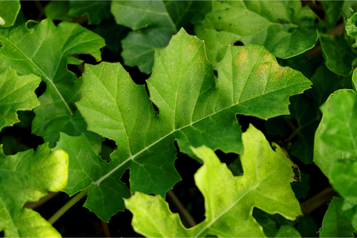 Acanthus mollis