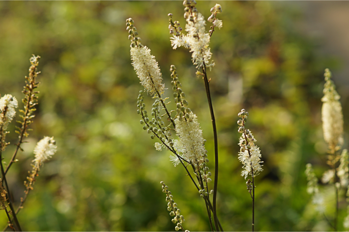 Cimicifuga (Actaea) racemosa var. cordifolia - Lanzen-Silberkerze