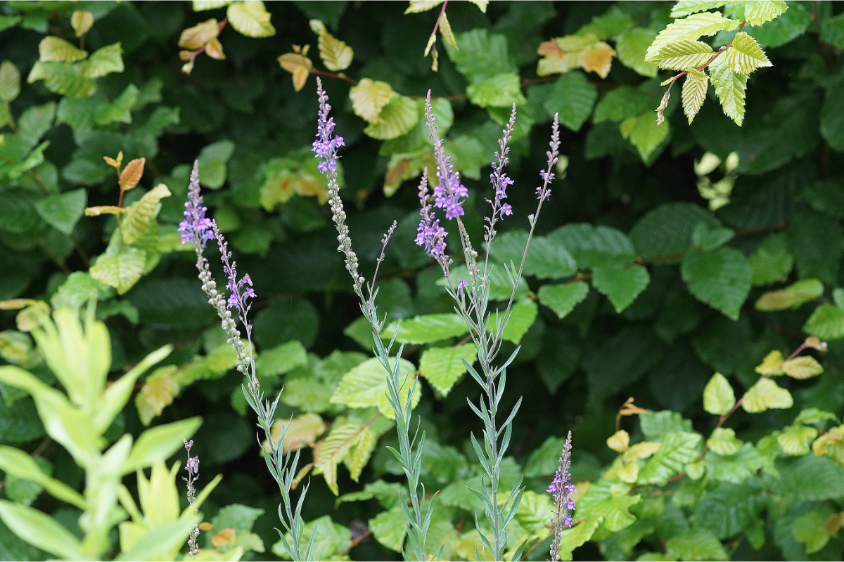 Linaria purpurea