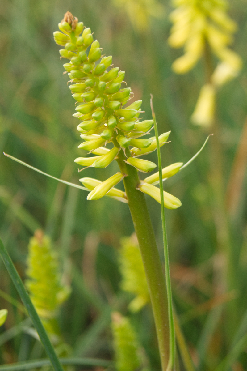 Kniphofia 'Lemon Popsicle' (R)