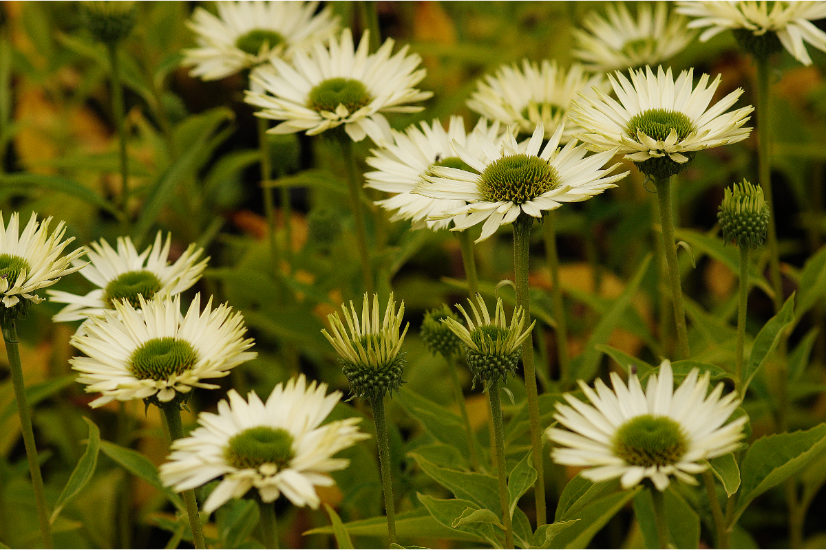 Echinacea purpurea 'Virgin' (R)