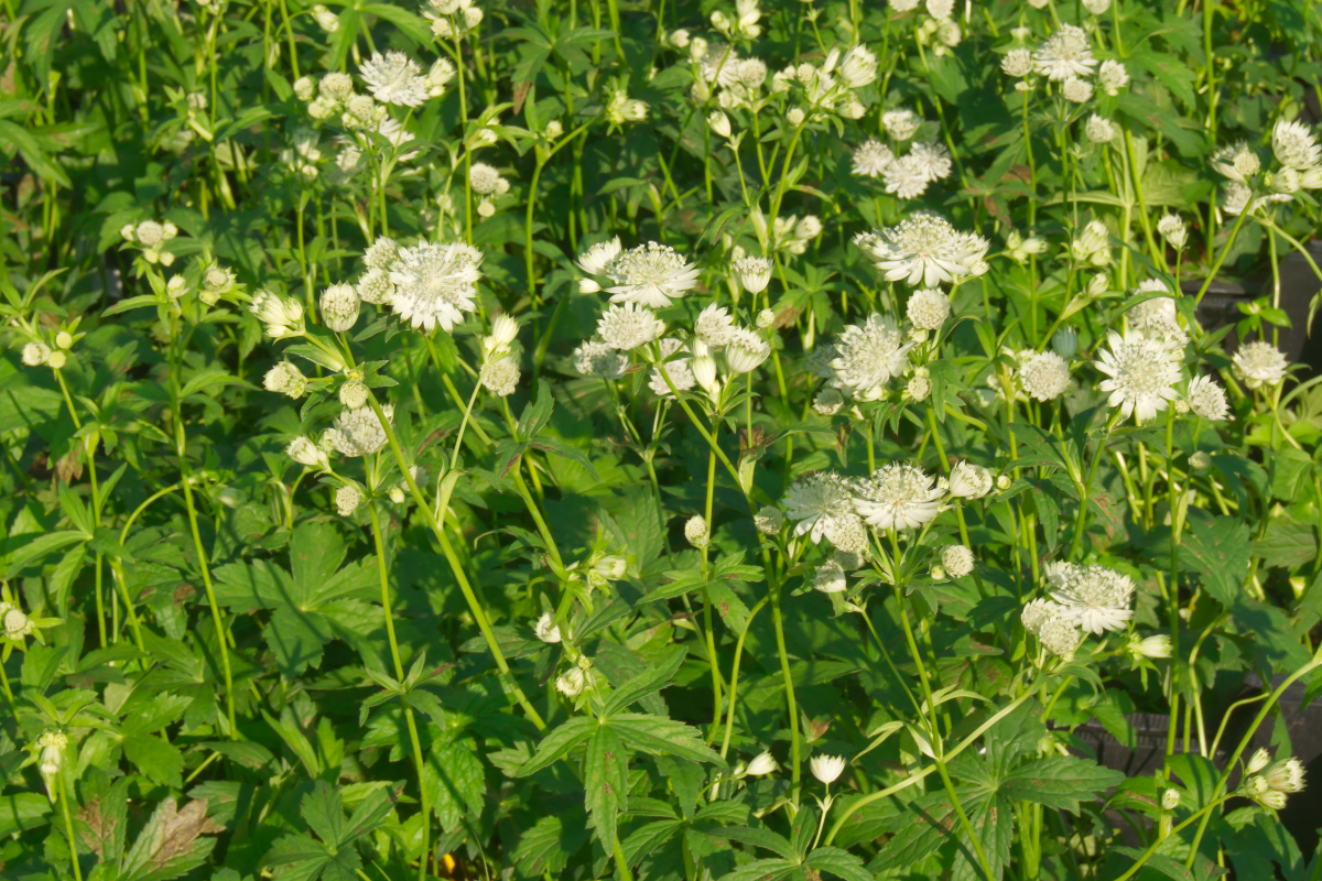 Astrantia major 'Shaggy'