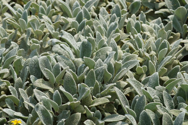 Stachys byzantina 'Silver Carpet'