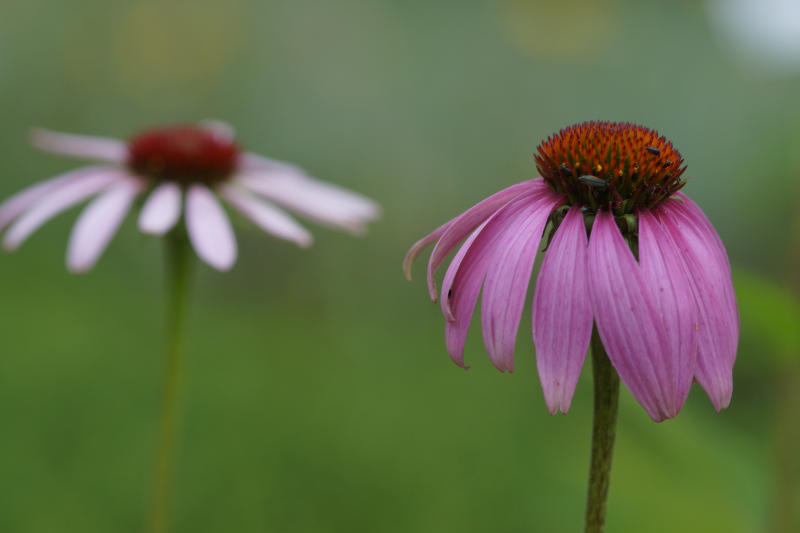 Echinacea purpurea (Rudbeckia)