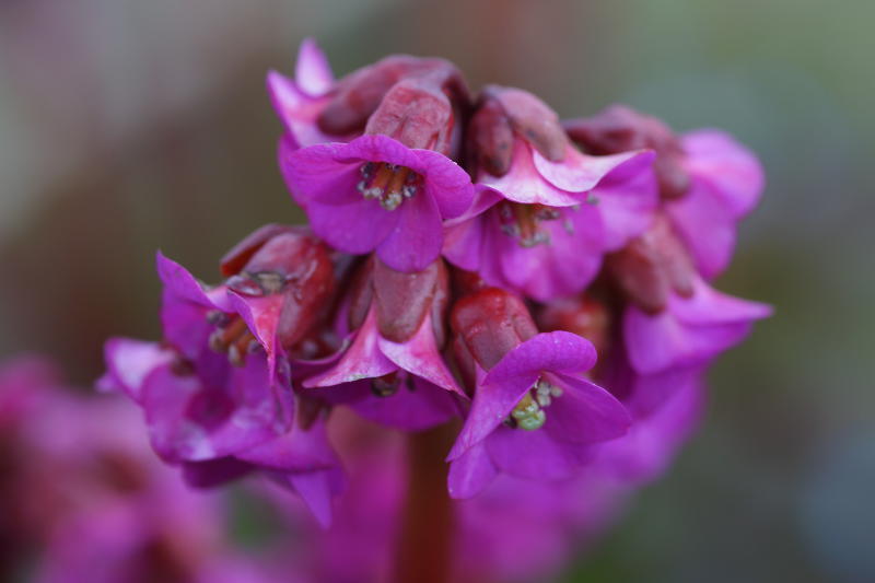Bergenia Hybride 'Eroica'