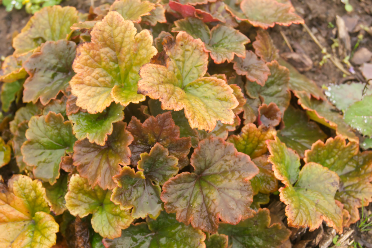 Tellima grandiflora 'Purpurteppich'