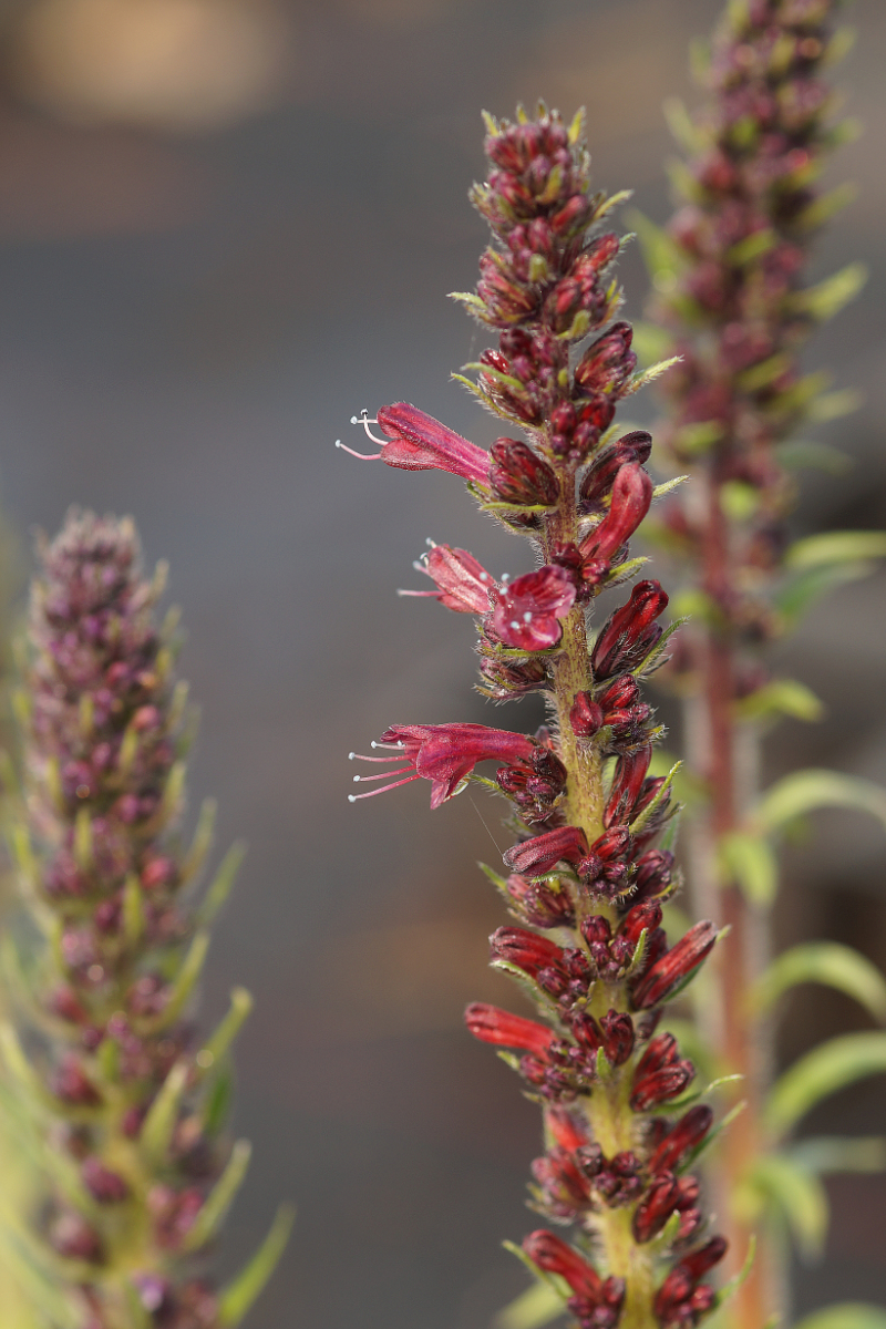 Echium russicum