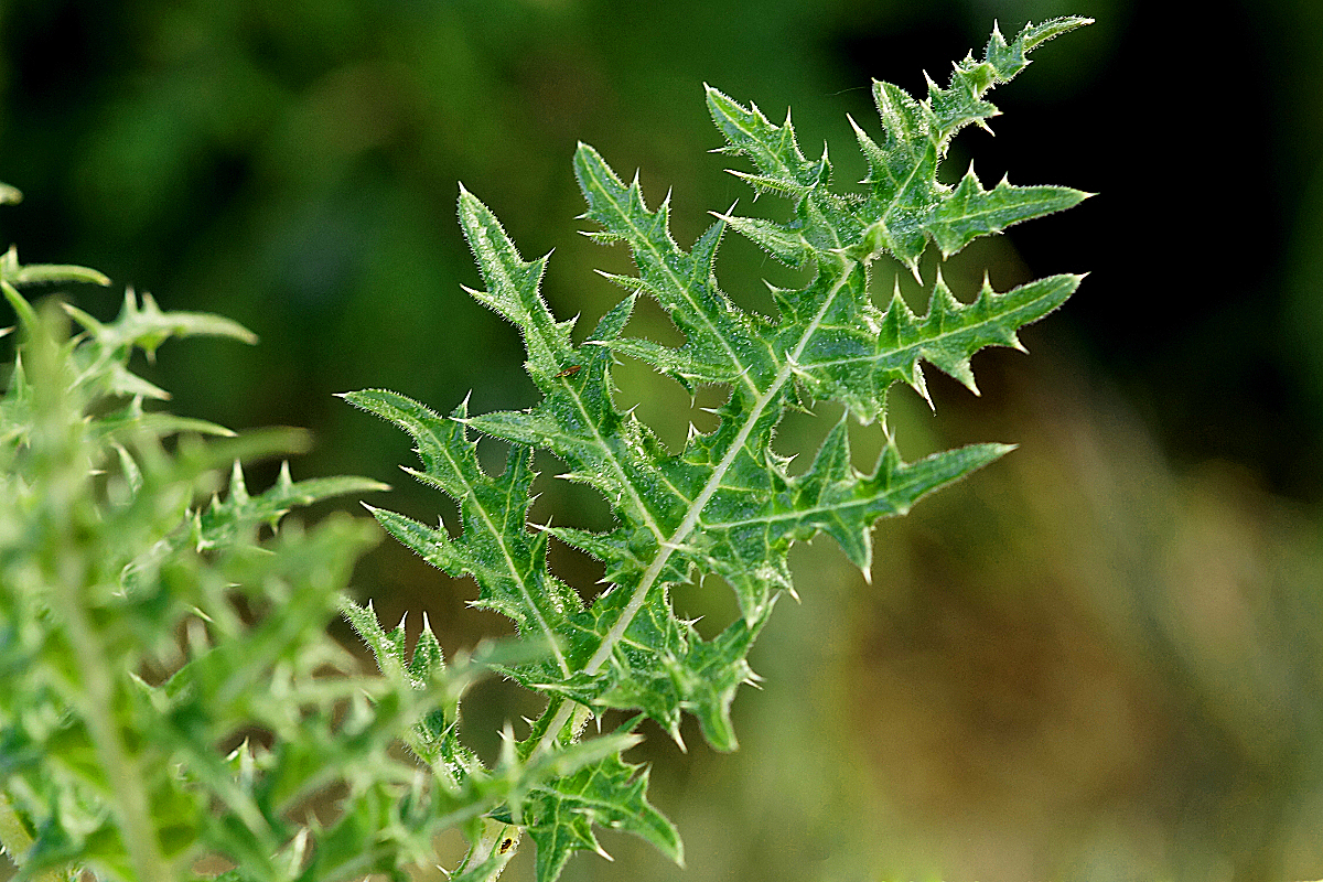 Acanthus spinosus