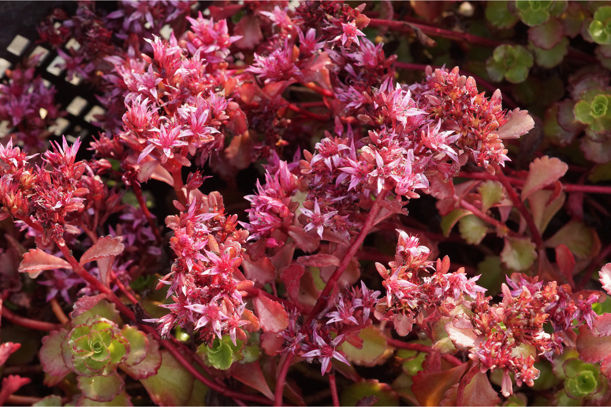 Sedum spurium 'Fuldaglut' - Teppich-Fettblatt